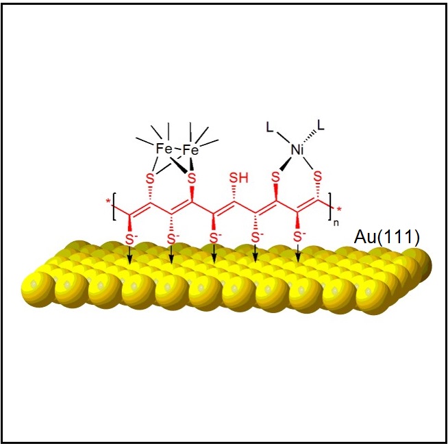 Functional Polymers